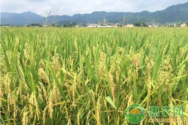 丝苗型优质水稻高效丰产栽培技术