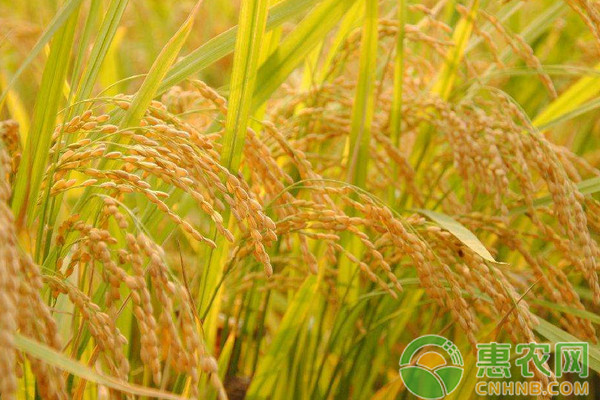 丝苗型优质水稻高效丰产栽培技术