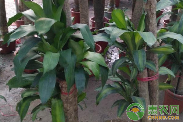 盆栽金心巴西鐵樹(shù)規(guī)范化栽培技術(shù)要點(diǎn)