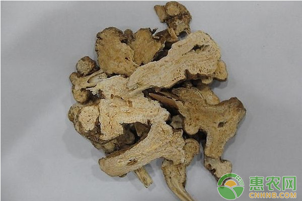 中药材白术的市场前景及规模化种植技术