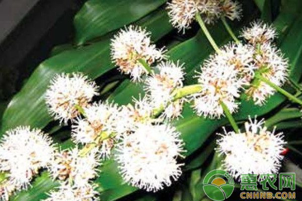 盆栽金心巴西鐵樹(shù)規(guī)范化栽培技術(shù)要點(diǎn)