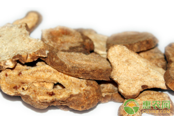 中药材白术的市场前景及规模化种植技术