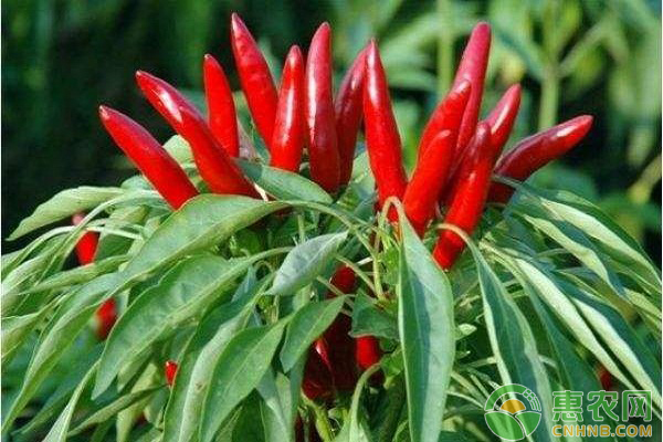 天鷹椒怎么種植？天鷹椒的優(yōu)質(zhì)管理方法