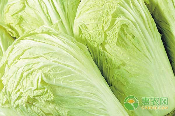 綠色無公害的秋白菜生產(chǎn)技術
