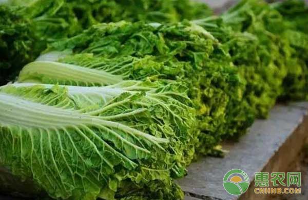 綠色無公害的秋白菜生產(chǎn)技術