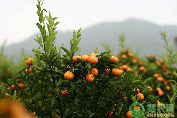 今年柑橘普遍出芽開花早，果農(nóng)該如何應(yīng)對？