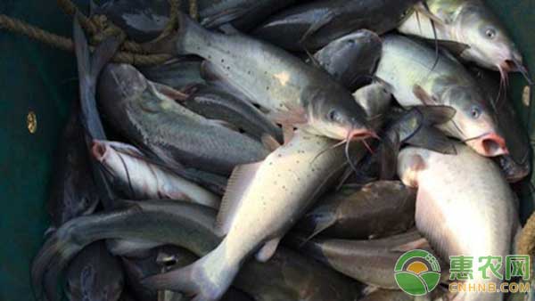 鮰魚怎么養(yǎng)殖？池塘養(yǎng)殖鮰魚常見問題及解決方法