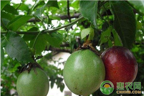 臺農(nóng)1號百香果高效栽培技術(shù)及<a href='http://www.iweekee.cn/t/40395.html' class='j-href' target='_blank'><span style='color:#FF8001'>病蟲害防治</span></a>