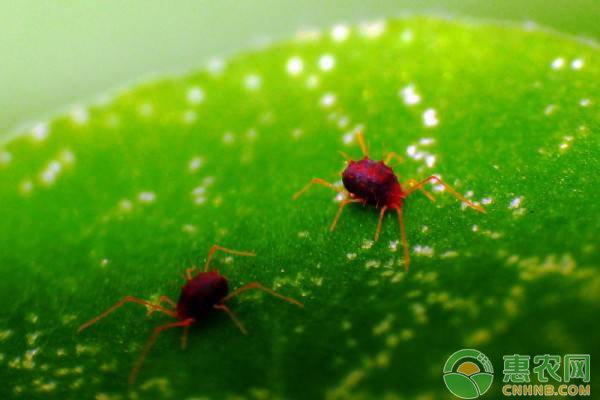 红蜘蛛高发期如何防治红蜘蛛科学防治方法