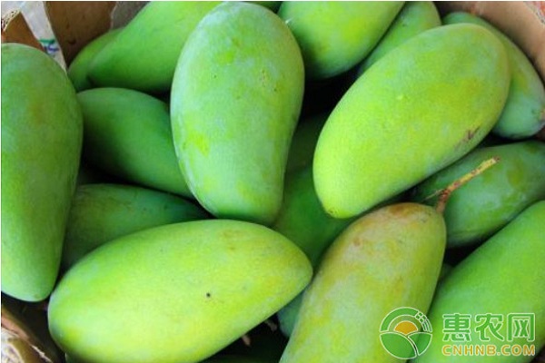 芒果染上角斑病怎么辦？芒果角斑病防治措施