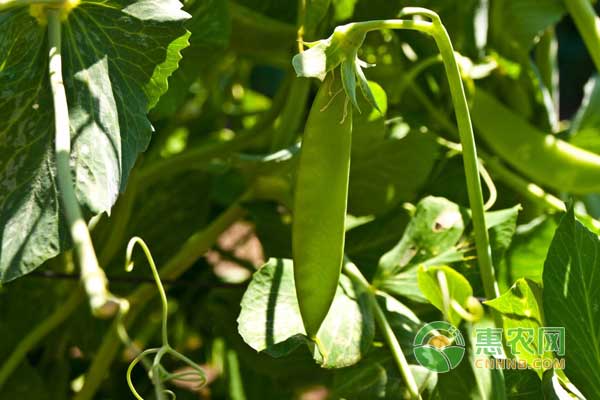 豌豆怎麼栽培豌豆有哪些常見病蟲害怎麼防治