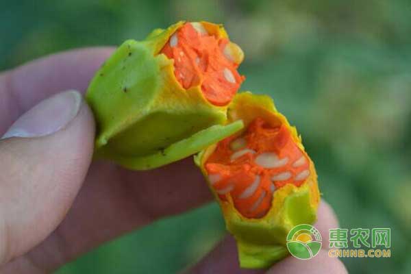 栀子怎么种？栀子种植管理技术