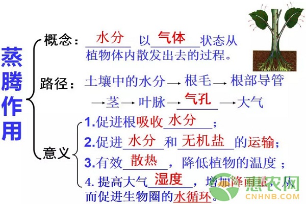 3月份花菜水肥管理要點