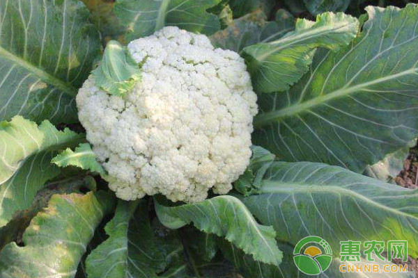 3月份花菜水肥管理要點