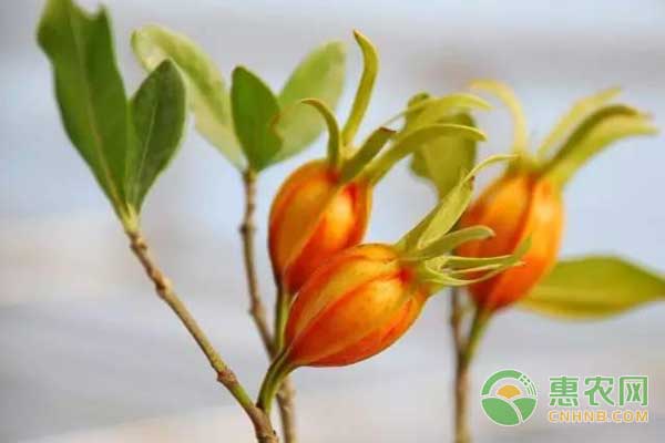 栀子怎么种？栀子种植管理技术