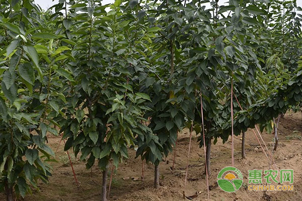 開花結(jié)果少、落花落果多發(fā)生原因