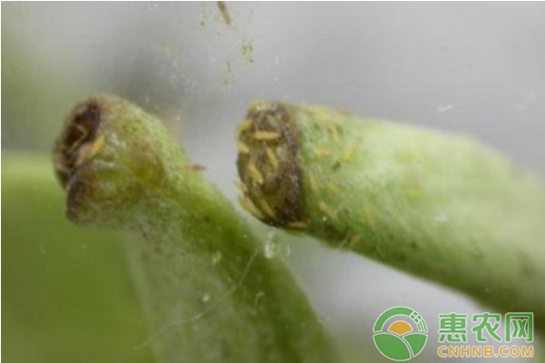 日光溫室蔬菜薊馬蟲害的防治方法