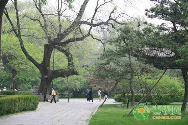 寒潮来临，花卉苗木和古树名木怎么防冻？