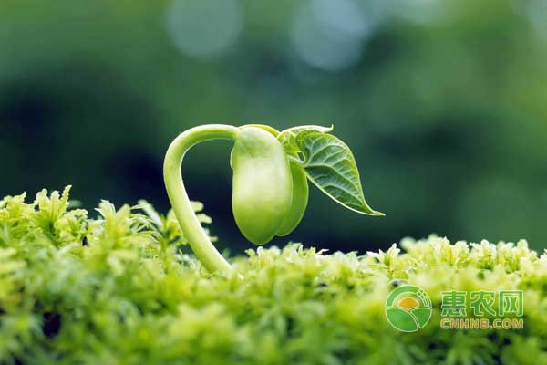  化肥、農(nóng)藥、激素能不能混合施用?化肥、農(nóng)藥、激素混合原則