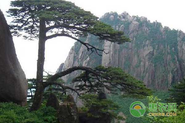 寒潮来临，花卉苗木和古树名木怎么防冻？
