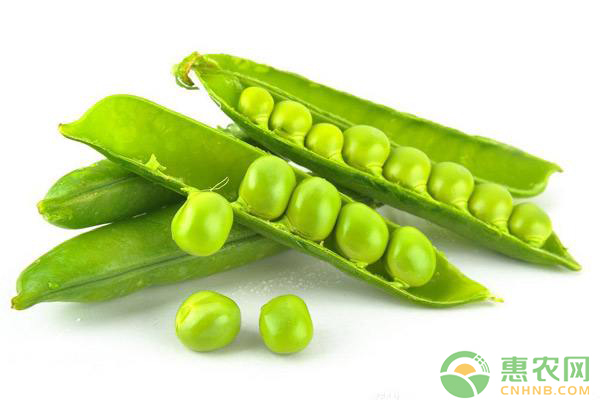 豇豆葉發(fā)黃怎么辦？豇豆發(fā)黃的原因及解決方法