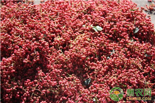 花椒的栽培技術(shù)及蟲(chóng)害防治措施