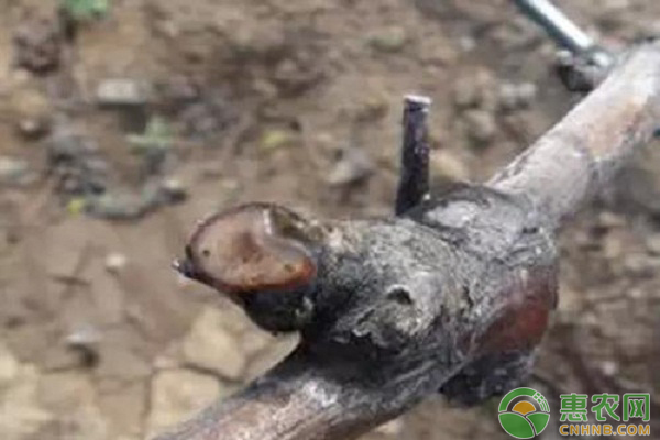 葡萄傷流期怎么管理？看這幾大高效管理技術(shù)
