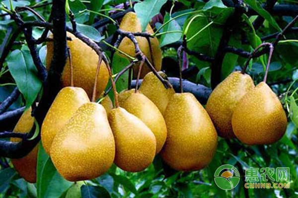 梨樹怎么種？梨樹種植和田間管理方法