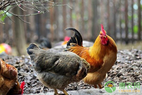 養(yǎng)雞食療佳品