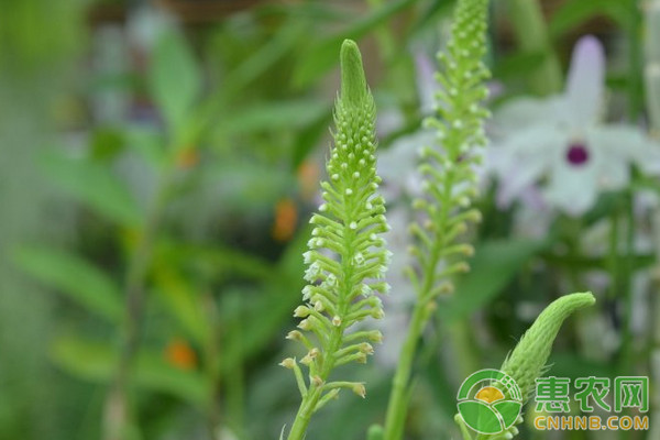 盆栽穗花蘭的繁殖方法及栽培管理技術(shù)