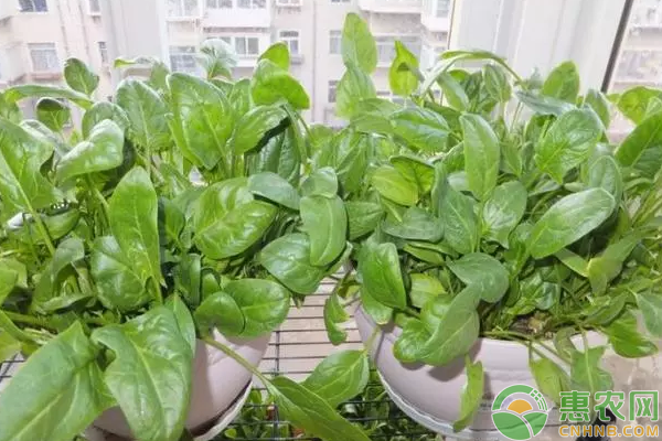 盆栽菠菜