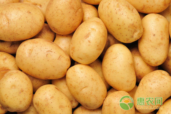 常見(jiàn)細(xì)菌性病害及藥劑登記使用情況