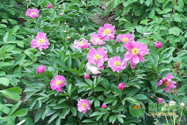 中藥材赤芍種植技術(shù)及效益分析