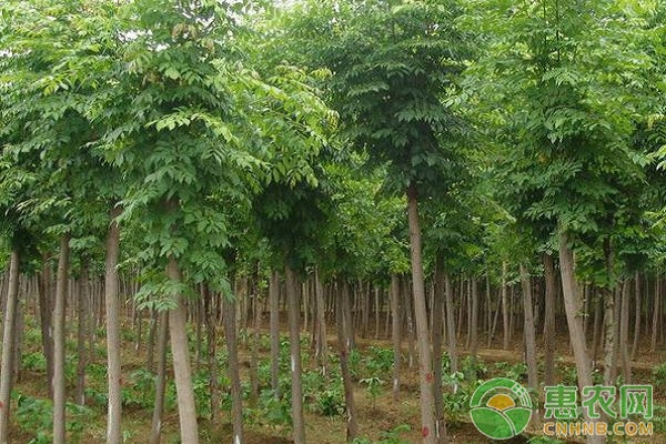 绒毛白蜡的栽培技术及主要病虫害防治