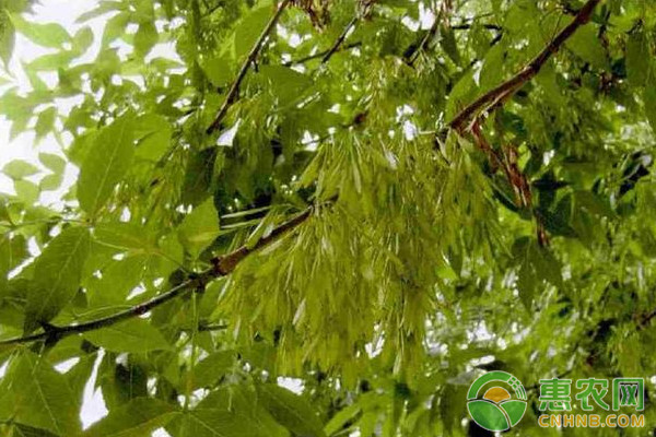 绒毛白蜡的栽培技术及主要病虫害防治