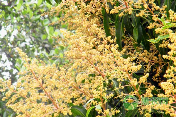 遭遇惡劣天氣芒果?；ū９ぷ髟趺醋觯? width=