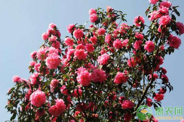 茶長卷葉蛾、茶蓑蛾怎么防治？云南山茶花蟲害防治措施