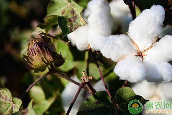 新疆棉花怎么滴出苗水？鹽堿地滴出苗水方法