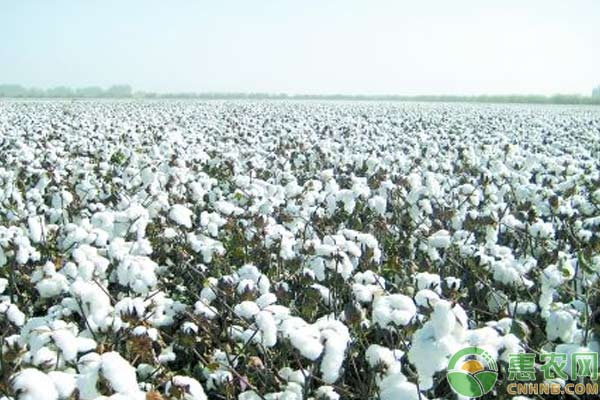 新疆棉花怎么滴出苗水？鹽堿地滴出苗水方法