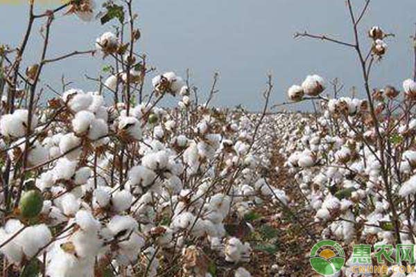 新疆棉花怎么滴出苗水？鹽堿地滴出苗水方法