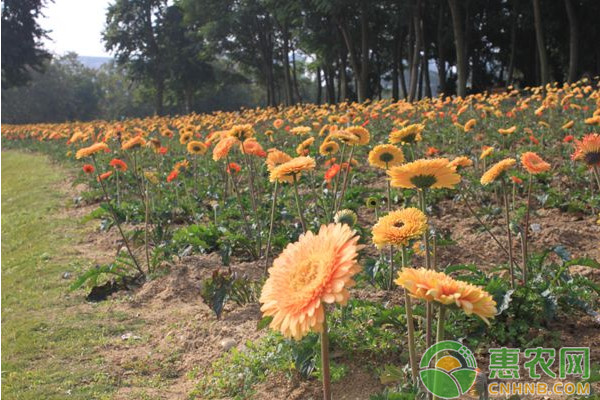 江西地區(qū)非洲菊設(shè)施大棚栽培管理技術(shù)