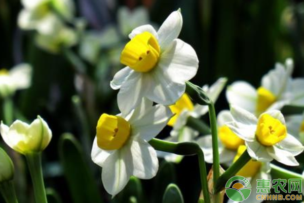 水仙花花蕾干枯解決方法