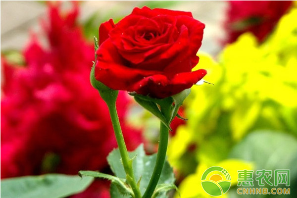 玫瑰花現(xiàn)代化規(guī)模栽培技術(shù)