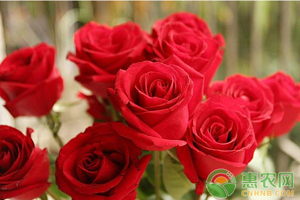 玫瑰花現(xiàn)代化規(guī)模栽培技術(shù)