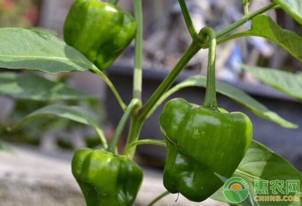 盆栽蔬菜種植方法介紹