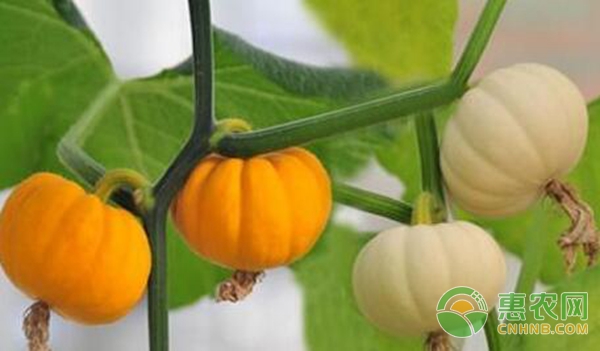 盆栽蔬菜種植方法
