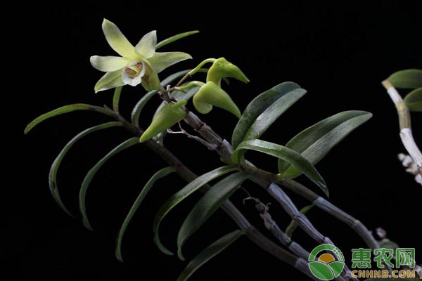 鐵皮石斛怎么種植？鐵皮石斛種植的十大注意事項(xiàng)