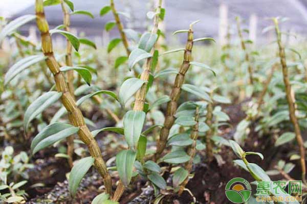 鐵皮石斛怎么種植？鐵皮石斛種植的十大注意事項(xiàng)