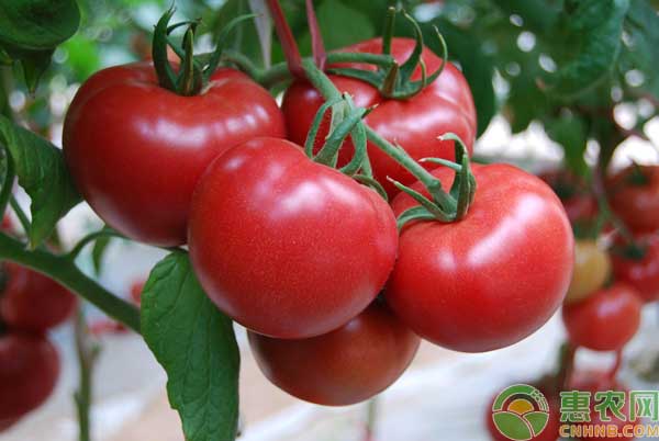 蔬菜種植常用的生根、膨果、催熟調節(jié)劑有哪些？