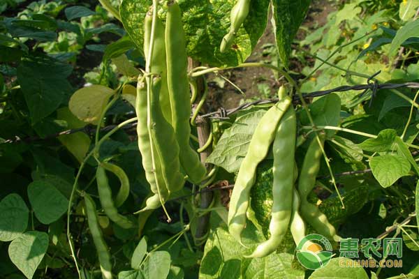 蔬菜種植常用的生根、膨果、催熟調節(jié)劑有哪些？